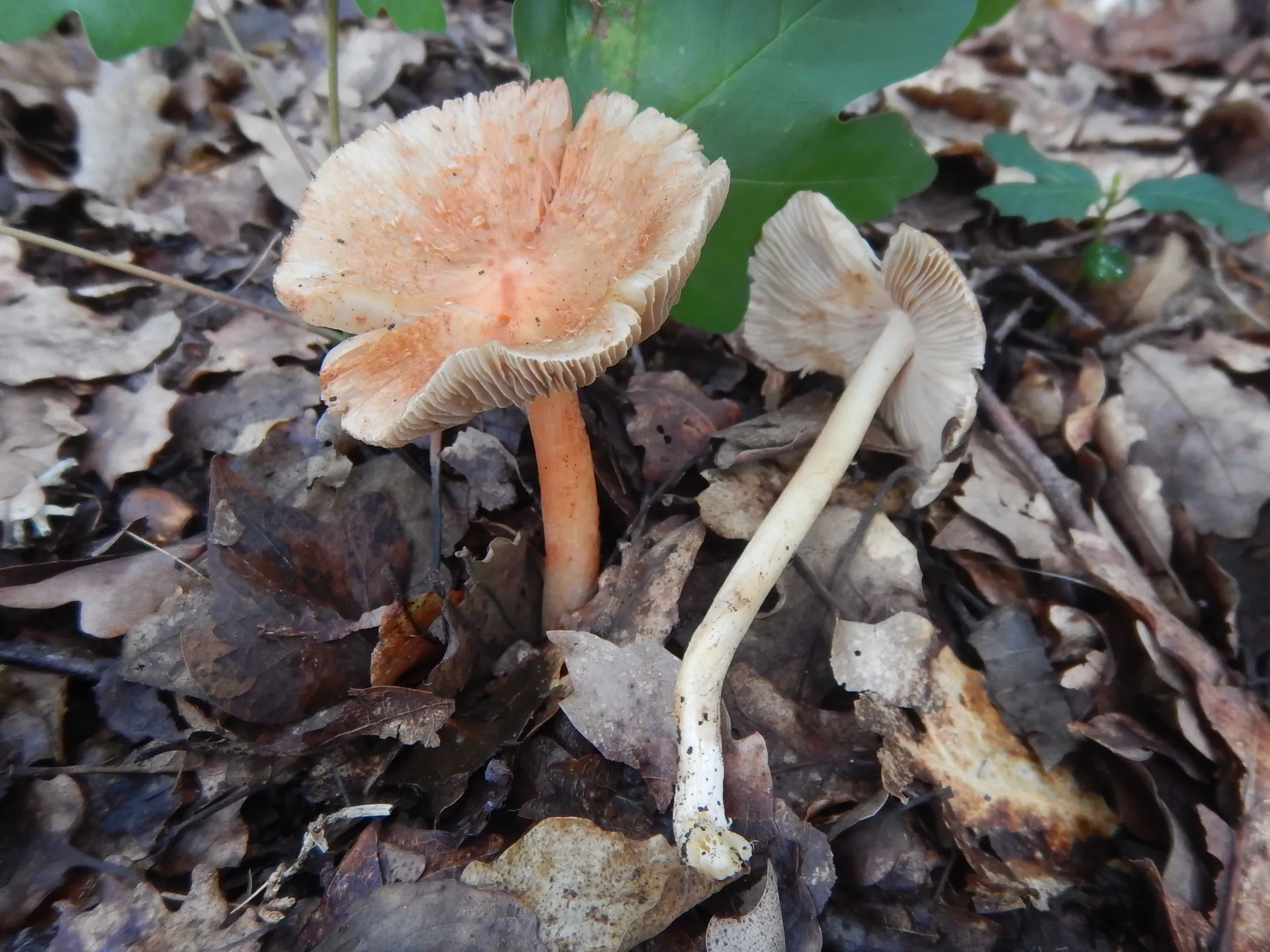Inocybe bresadolae, 23-06-22